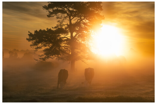 Image "Sunrise over the cow pastures " by Jonas Nielsen