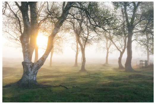 Image "Foggy sunrise " by Jonas Nielsen