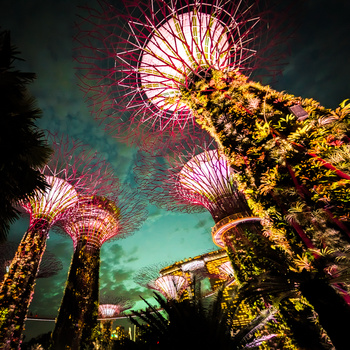 Image "Marina Bay Gardens Super tree grove" by Steven Billington