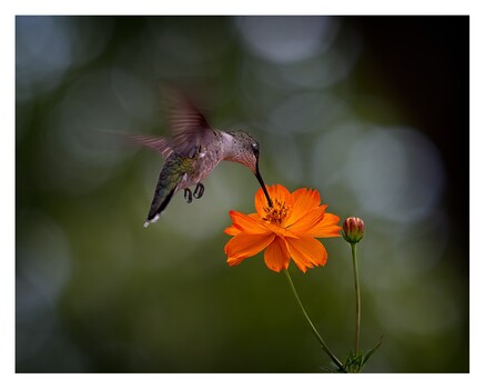 Image "Unplanned shot" by Chris Hembd
