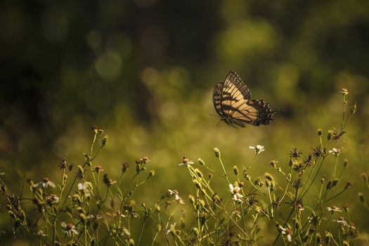 View Swallowtail Butterfly by Chris Hembd