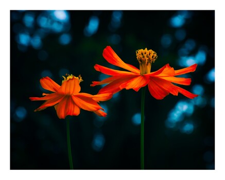 Image "Complementary Colors" by Chris Hembd