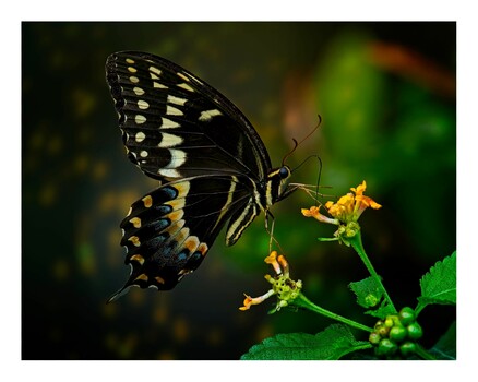 Image "Swallowtail Delayed" by Chris Hembd