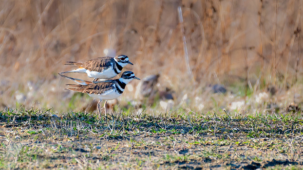 Image "Killdeer" by Gary Unis