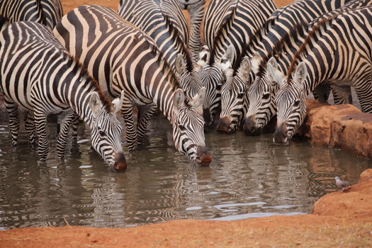 Image "Stripes" by Richard Bailey