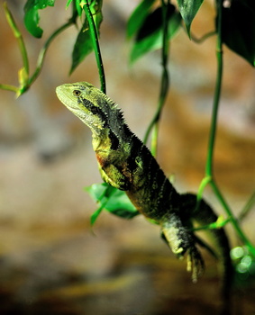 Image "Eastern Water Dragon" by Alan Squires