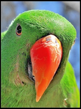 Image "Eclectus Parrot" by Alan Squires