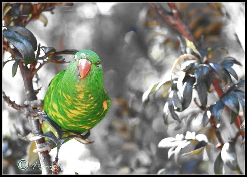 Image "Scaly Breasted Lorikeet" by Alan Squires