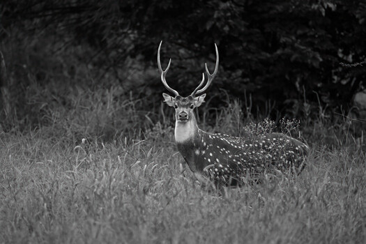 Image "Chital Stag" by Arijit Banerjee
