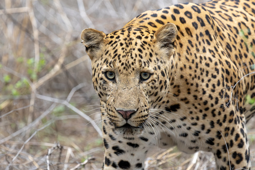 Image "Leopard" by Arijit Banerjee