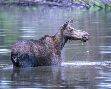 Image "Moose Munch" by John Mink