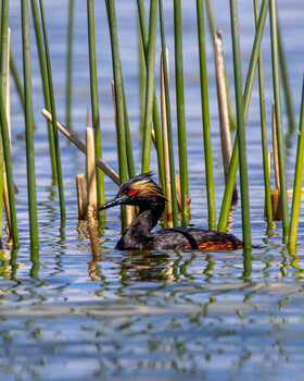 Image "Black-necked grebe" by John Mink