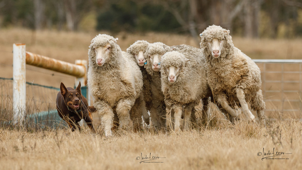 High speed pursuit by Linda Leman