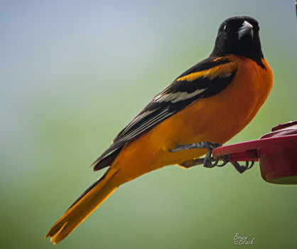 Beautiful Baltimore Oriole by Brian Black