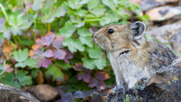 Image "Can we say: EEP!" by Deon W