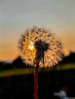 Image "Sun Caught in a Dandelion" by Ashot Haroyan
