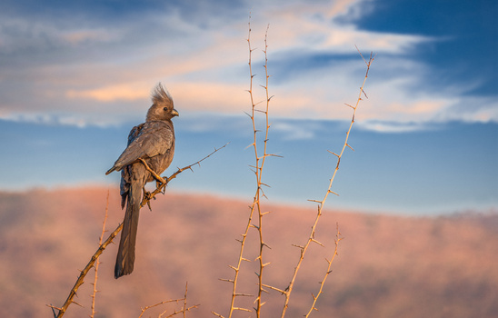 Image "African Grey-Go-Away" by Jean-Claude Boujaoude