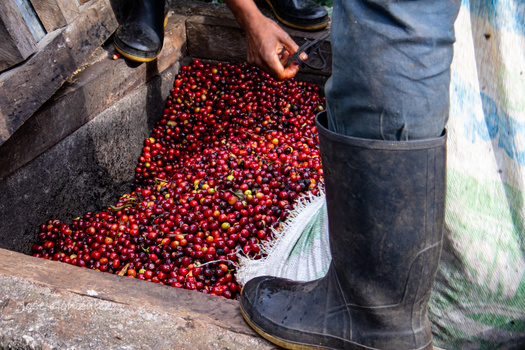 Image "Coffee picking" by Jose Tulio Gonzalez