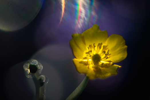 View Untitled by Cristina Runcan
