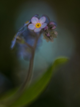 View Untitled by Cristina Runcan
