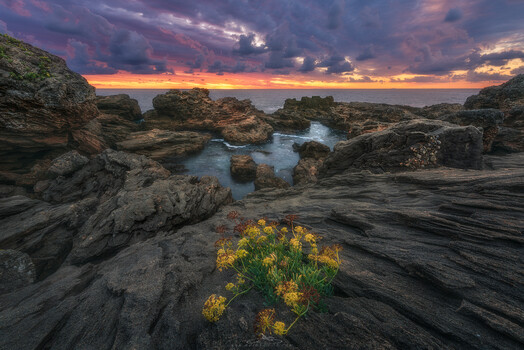 Image "Growing up on the wild west coast!" by Adithetos Μελουργός