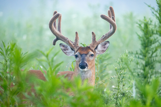 Image "Foggy" by Johnathan Mack