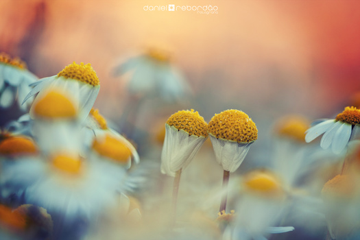 Image "Flower Field" by Daniel Rebordao