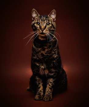 Image "Leon" by Dariusz G