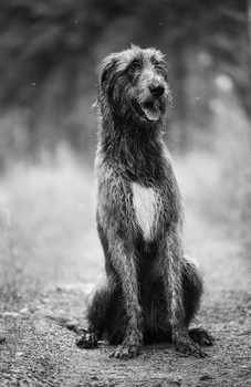 Image "The dog" by Tomas Baliukonis