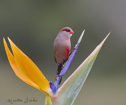 Image "Common Waxbill on Stralitzia" by Muller Dirker