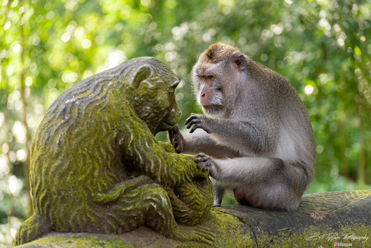 View Monkey Business by Bill Peppas