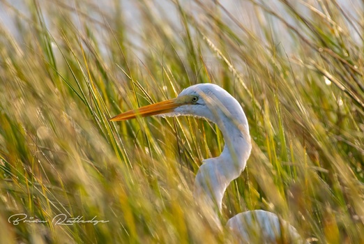 Image "Great Egret" by Brian Ratledge