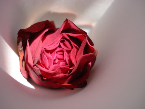 Image "a rose" by smahane D