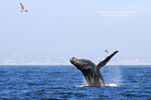 Image "Humpback Whale" by Vivian Krug