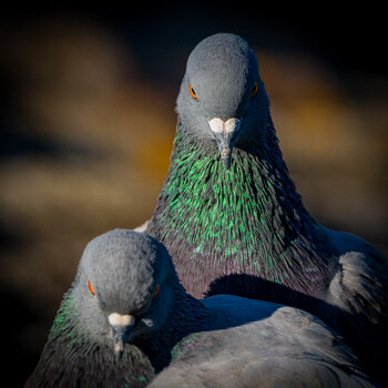 Image "Bad look" by Fabiano Gennarelli