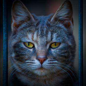 View Behind bars by Fabiano Gennarelli