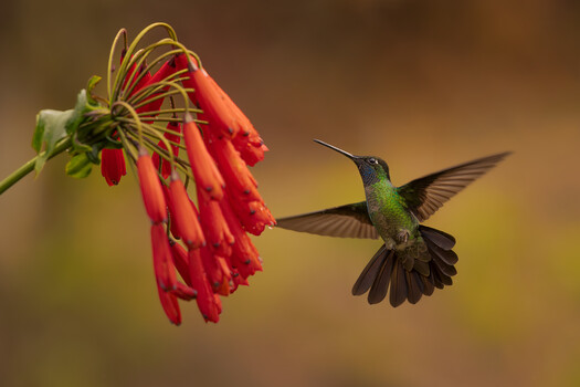 Image "Talamanca Hummingbird" by Thomas Retterath