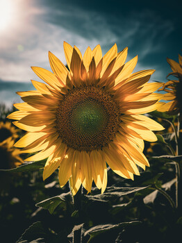 Image "Full Bloom" by Shane Gilbert