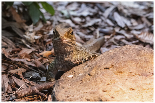 Image "Tuatara - New Zealand's largest reptile" by Steven Roe