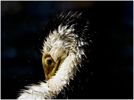 Image "Little Pied Cormorant" by Steven Roe