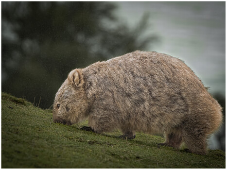 Image "Wombat - Maria Island" by Steven Roe