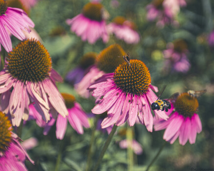 Image "Flight of the Bumblebee" by Liz Davison