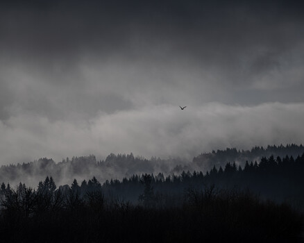 Misty forested hillside beneath overcast sky with solitary bird in flight