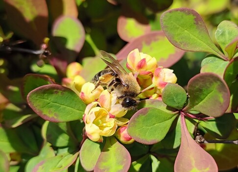 Image "A Worker Bee" by Ronnie Snowpaw