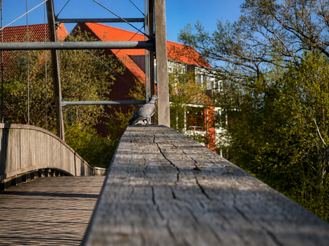Image "Pigeon on the Bridge in Frederikssund" by Ronnie Snowpaw