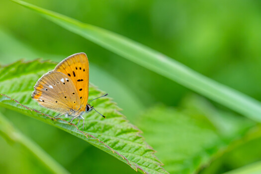 Image "The Scarce copper butterfly" by Magnus Karlsson