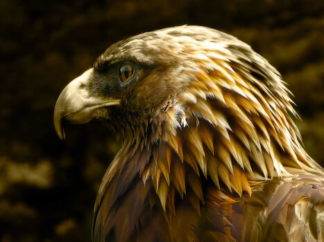 Image "Regal" by Scott Humphrey