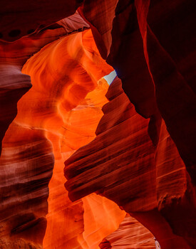 Image "The Lion" by Bob Peterson
