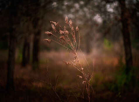 Image "Arboretum in winter" by Marie Salmeron-Serrano