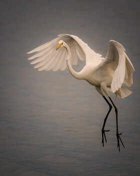 Image "Great Egret hovering over water" by Marie Salmeron-Serrano